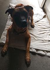 Donne malinois croisé mâle 5 ans - Nord - Photo 4