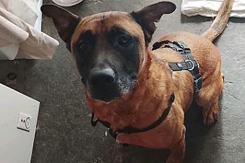 Donne malinois croisé mâle 5 ans - Nord