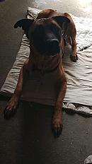 Donne malinois croisé mâle 5 ans - Nord - Photo 5