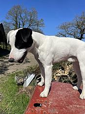 Donne Parson Russel Terrier mâle 3 ans - Côtes d'Armor