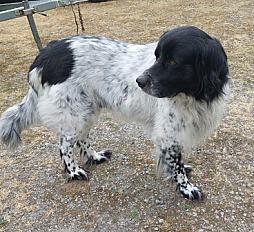 Donne Pako border collie mâle 7 ans - Ille et Vilaine - Photo 2