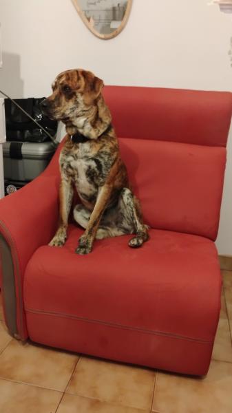 Donne dalmatien croisé mâle 16 mois - Vendée