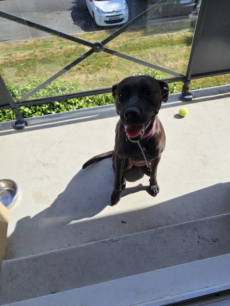 Donne Rhaely staffie femelle 4 ans - Loire Atlantique