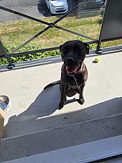Donne Rhaely staffie femelle 4 ans - Loire Atlantique