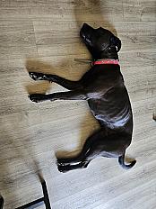 Donne Rhaely staffie femelle 4 ans - Loire Atlantique - Photo 2