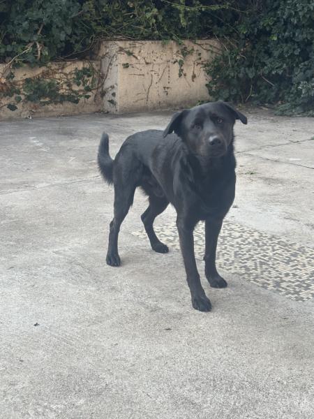 Donne labrador x berger allemand mâle 2 ans - Bouches du Rhône