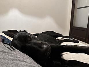 Donne labrador x berger allemand mâle 2 ans - Bouches du Rhône - Photo 2