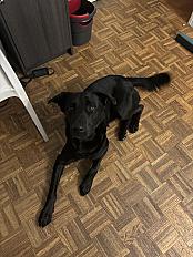 Donne labrador x berger allemand mâle 2 ans - Bouches du Rhône - Photo 3