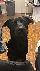 Donne labrador x berger allemand mâle 2 ans - Bouches du Rhône - Photo 4