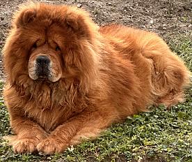 Donne Chow-chow mâle 4 ans LOF - Seine et Marne - Photo 2