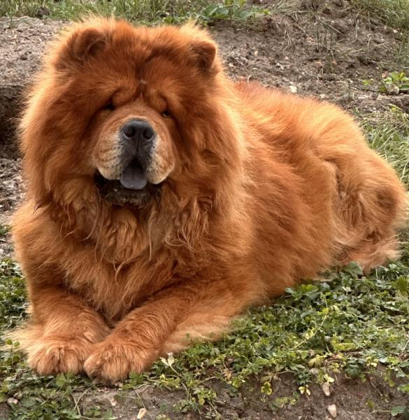 Donne Chow-chow mâle 4 ans LOF - Seine et Marne
