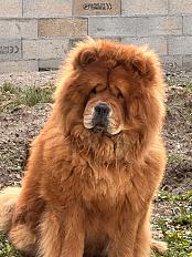 Donne Chow-chow mâle 4 ans LOF - Seine et Marne - Photo 3