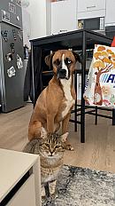 Donne Cooki boxer mâle 5 ans - Calvados - Photo 2