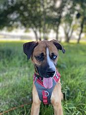 Donne Cooki boxer mâle 5 ans - Calvados