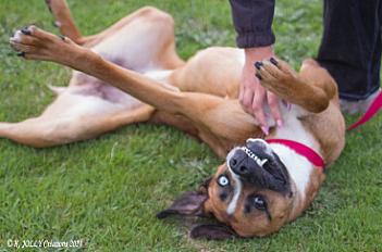 Donne Cooki boxer mâle 5 ans - Calvados - Photo 3