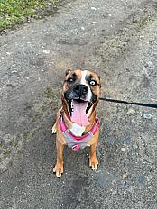Donne Cooki boxer mâle 5 ans - Calvados - Photo 4