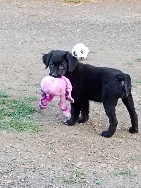 Donne border collie x golden femelle chiot 10 semaines - Maine et Loire