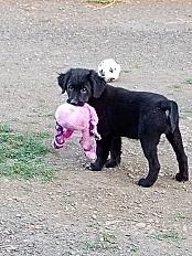 Donne border collie x golden femelle chiot 10 semaines - Maine et Loire