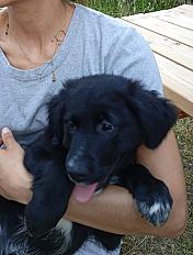 Donne border collie x golden femelle chiot 10 semaines - Maine et Loire - Photo 2