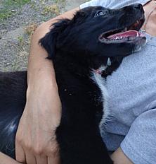 Donne border collie x golden femelle chiot 10 semaines - Maine et Loire - Photo 3