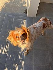 Donne setter anglais mâle 8 ans - Gard - Photo 3