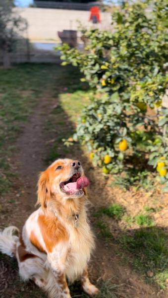 Donne setter anglais mâle 8 ans - Gard