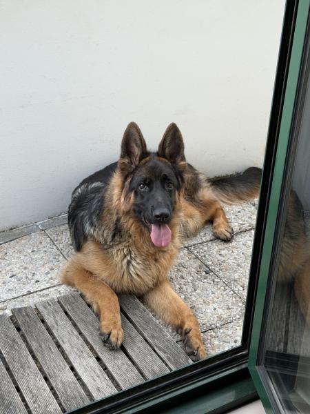 Donne chiot berger allemand mâle 10 mois - Seine Saint Denis