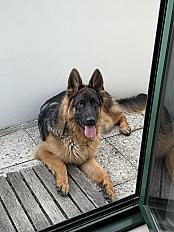 Donne chiot berger allemand mâle 10 mois - Seine Saint Denis
