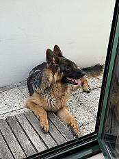 Donne chiot berger allemand mâle 10 mois - Seine Saint Denis - Photo 2