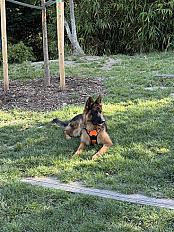 Donne chiot berger allemand mâle 10 mois - Seine Saint Denis - Photo 3