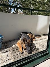Donne chiot berger allemand mâle 10 mois - Seine Saint Denis - Photo 5