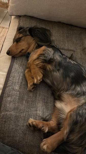 Donne chiot teckel nain arlequin mâle 1 an - Gironde