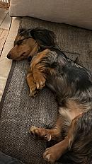 Donne chiot teckel nain arlequin mâle 1 an - Gironde