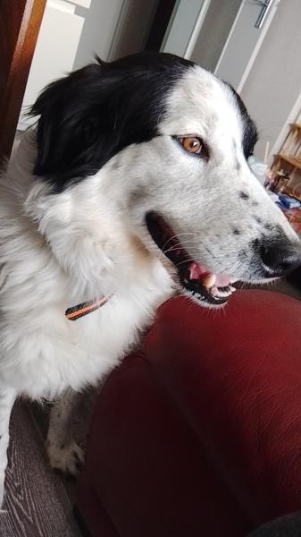 Donne border collie x patou mâle 5 ans - Doubs
