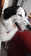 Donne border collie x patou mâle 5 ans - Doubs