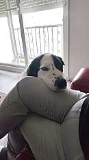 Donne border collie x patou mâle 5 ans - Doubs - Photo 2