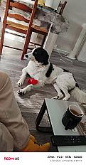 Donne border collie x patou mâle 5 ans - Doubs - Photo 3