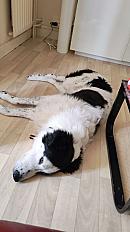 Donne border collie x patou mâle 5 ans - Doubs - Photo 4