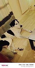 Donne border collie x patou mâle 5 ans - Doubs - Photo 5
