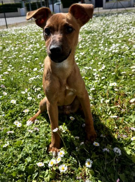 Donne Aïko chiot pinscher nain x jack russel mâle 7 mois - Loire Atlantique