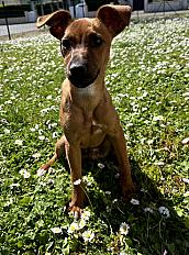 Donne Aïko chiot pinscher nain x jack russel mâle 7 mois - Loire Atlantique