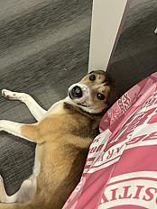 Donne husky x border collie mâle 1 an 5 mois - Ain - Photo 3