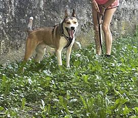 Donne husky x border collie mâle 1 an 5 mois - Ain - Photo 2