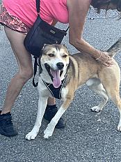 Donne husky x border collie mâle 1 an 5 mois - Ain