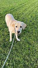 Donne labrador femelle 1 an - Haute Garonne