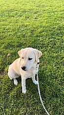 Donne labrador femelle 1 an - Haute Garonne - Photo 2