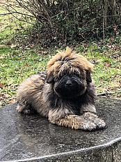 Donne chiot Berger Catalan mâle 10 mois - Aude - Photo 2