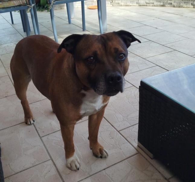 Donne staffie mâle 7 ans  LOF - Gard