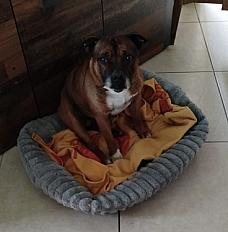 Donne staffie mâle 7 ans  LOF - Gard - Photo 2