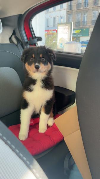 Donne Nala Berger australien femelle chiot 10 mois - Bouches du Rhône